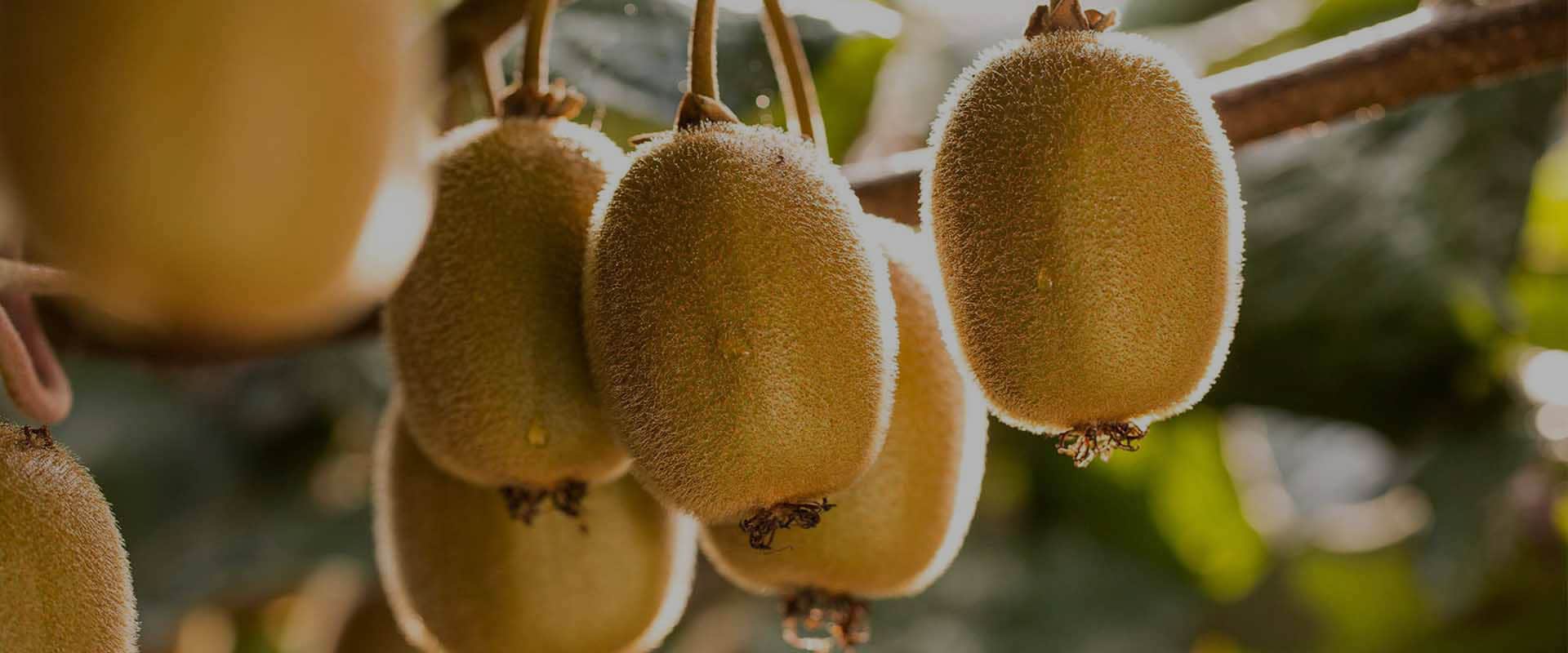 Zespri banner